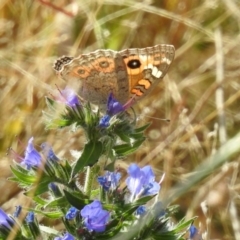 Junonia villida at Tharwa, ACT - 21 Apr 2019