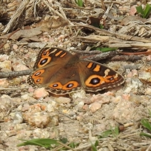 Junonia villida at Tharwa, ACT - 21 Apr 2019