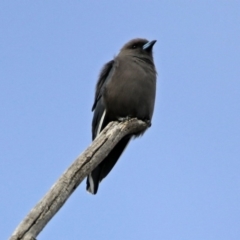 Artamus cyanopterus cyanopterus (Dusky Woodswallow) at Paddys River, ACT - 21 Apr 2019 by RodDeb