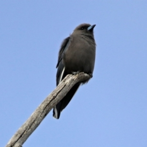 Artamus cyanopterus at Paddys River, ACT - 21 Apr 2019 11:58 AM