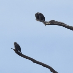 Artamus cyanopterus at Paddys River, ACT - 21 Apr 2019 11:58 AM