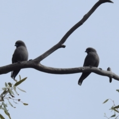 Artamus cyanopterus at Paddys River, ACT - 21 Apr 2019 11:58 AM