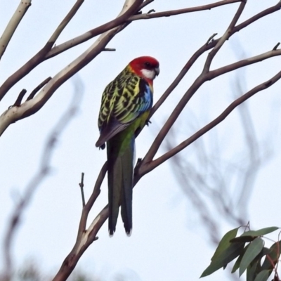 Platycercus eximius (Eastern Rosella) at Tennent, ACT - 21 Apr 2019 by RodDeb