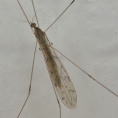 Limoniidae (family) (Unknown Limoniid Crane Fly) at Undefined, NSW - 20 Mar 2019 by HarveyPerkins