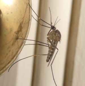 Culicidae (family) at Undefined, NSW - 20 Mar 2019 10:42 PM