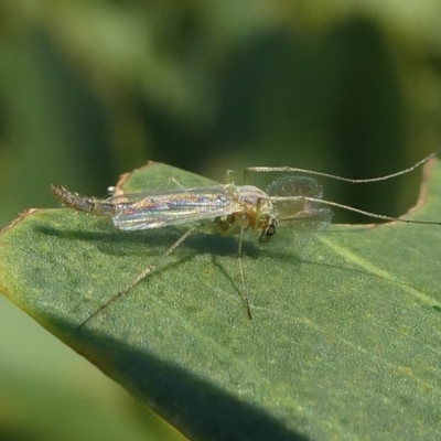 Chironomidae (family) (Non-biting Midge) at Undefined, NSW - 23 Mar 2019 by HarveyPerkins