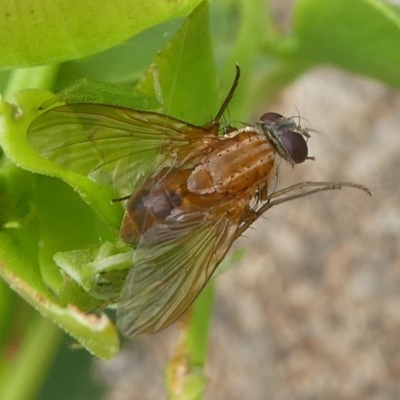 Dichaetomyia sp. (genus) (Bush fly) at Undefined, NSW - 20 Mar 2019 by HarveyPerkins