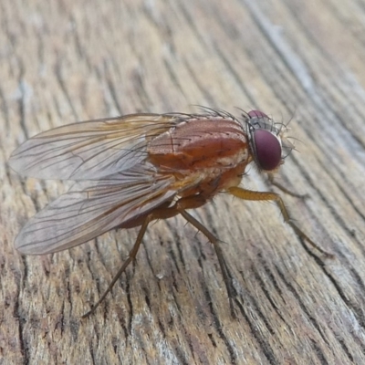 Dichaetomyia sp. (genus) (Bush fly) at Undefined, NSW - 22 Mar 2019 by HarveyPerkins