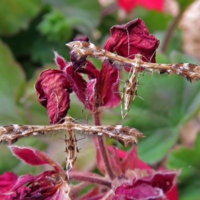 Sphenarches anisodactylus (Geranium Plume Moth) at Macarthur, ACT - 21 Apr 2019 by RodDeb