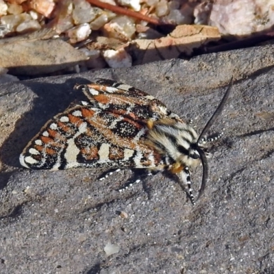 Apina callisto (Pasture Day Moth) at Paddys River, ACT - 21 Apr 2019 by RodDeb