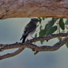 Microeca fascinans (Jacky Winter) at Tharwa, ACT - 21 Apr 2019 by RodDeb