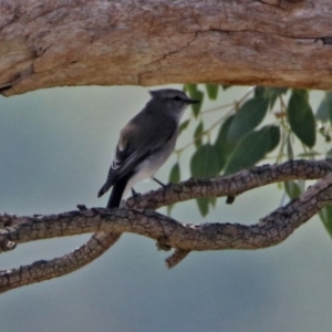 Microeca fascinans at Tharwa, ACT - 21 Apr 2019 10:25 AM