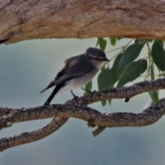 Microeca fascinans at Tharwa, ACT - 21 Apr 2019 10:25 AM