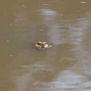 Chelodina longicollis at Paddys River, ACT - 21 Apr 2019