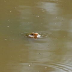 Chelodina longicollis at Paddys River, ACT - 21 Apr 2019