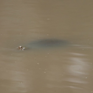 Chelodina longicollis at Paddys River, ACT - 21 Apr 2019