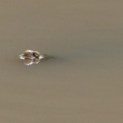 Chelodina longicollis at Paddys River, ACT - 21 Apr 2019 12:06 PM