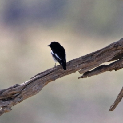 Petroica boodang (Scarlet Robin) at Tharwa, ACT - 21 Apr 2019 by RodDeb