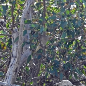 Ptilotula penicillata at Tharwa, ACT - 21 Apr 2019 01:07 PM