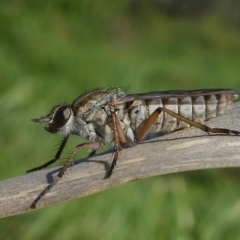 Anabarhynchus sp. (genus) (Stiletto Fly (Sub-family Therevinae)) at Undefined, NSW - 25 Mar 2019 by HarveyPerkins