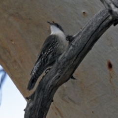Cormobates leucophaea (White-throated Treecreeper) at Paddys River, ACT - 21 Apr 2019 by RodDeb