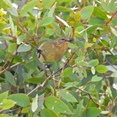 Acanthiza nana (Yellow Thornbill) at Paddys River, ACT - 21 Apr 2019 by RodDeb