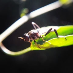 Exaireta spinigera (Garden Soldier Fly) at Ngunnawal, ACT - 22 Apr 2019 by Angus44