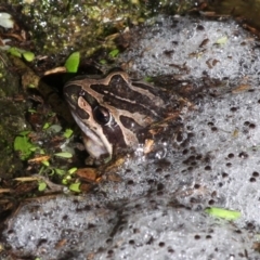 Limnodynastes peronii (Brown-striped Frog) at Undefined, NSW - 19 Mar 2019 by HarveyPerkins