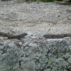 Liopholis whitii (White's Skink) at Undefined, NSW - 24 Mar 2019 by HarveyPerkins