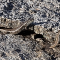 Liopholis whitii (White's Skink) at Undefined, NSW - 23 Mar 2019 by HarveyPerkins