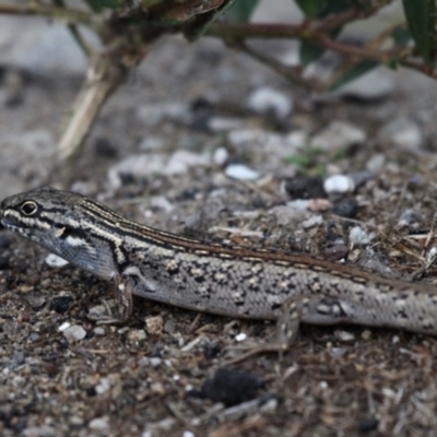 Liopholis whitii (White's Skink) at Undefined, NSW - 22 Mar 2019 by HarveyPerkins