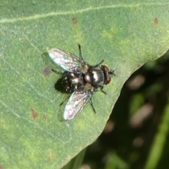 Tachinidae (family) (Unidentified Bristle fly) at Undefined, NSW - 26 Mar 2019 by HarveyPerkins