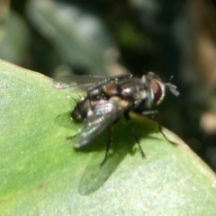 Tachinidae (family) (Unidentified Bristle fly) at Undefined, NSW - 26 Mar 2019 by HarveyPerkins