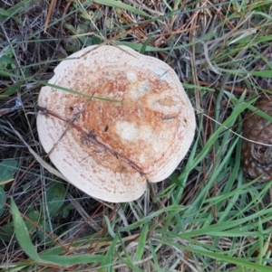 Lactarius deliciosus at Isaacs, ACT - 22 Apr 2019