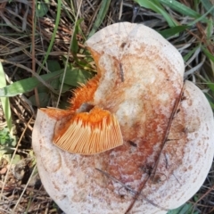 Lactarius deliciosus at Isaacs, ACT - 22 Apr 2019