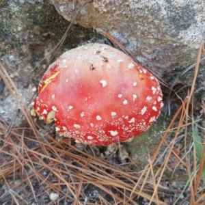 Amanita muscaria at Isaacs, ACT - 22 Apr 2019 12:23 PM