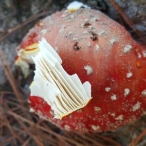 Amanita muscaria at Isaacs, ACT - 22 Apr 2019