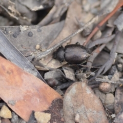 Adelium pustulosum (Darkling beetle) at Wamboin, NSW - 14 Dec 2018 by natureguy