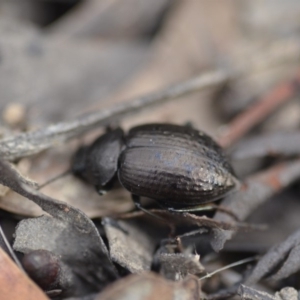 Adelium pustulosum at Wamboin, NSW - 14 Dec 2018