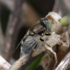 Eristalinus (genus) (A Hover Fly) at Undefined, NSW - 25 Mar 2019 by HarveyPerkins