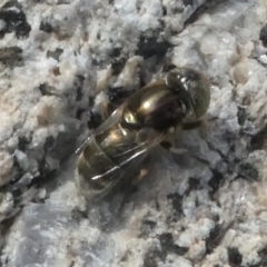 Eristalinus (genus) at Undefined, NSW - 25 Mar 2019 12:18 PM