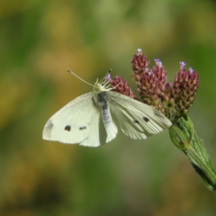 Pieris rapae (Cabbage White) at Greenway, ACT - 21 Apr 2019 by MatthewFrawley