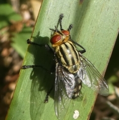 Sarcophagidae sp. (family) (Unidentified flesh fly) at Undefined, NSW - 19 Mar 2019 by HarveyPerkins