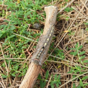 Pernattia pusilla at Greenway, ACT - 21 Apr 2019