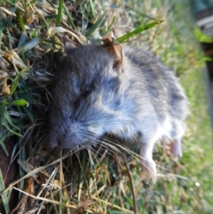 Rattus rattus (Black Rat) at Kambah, ACT - 21 Apr 2019 by MatthewFrawley