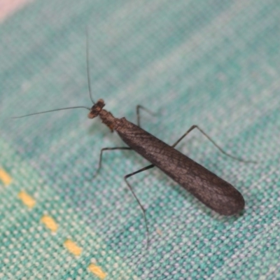 Paraoxypilus tasmaniensis (Black bark mantis or Boxing mantis) at Wamboin, NSW - 15 Dec 2018 by natureguy