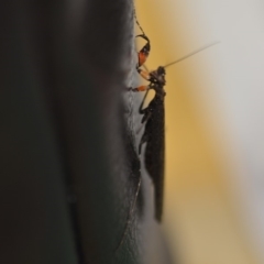 Paraoxypilus tasmaniensis at Wamboin, NSW - 15 Dec 2018 02:11 PM