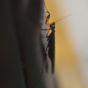 Paraoxypilus tasmaniensis at Wamboin, NSW - 15 Dec 2018