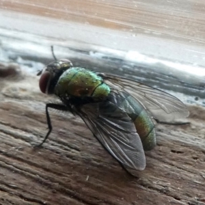 Lucilia cuprina at Barunguba (Montague) Island - 22 Mar 2019 06:16 PM