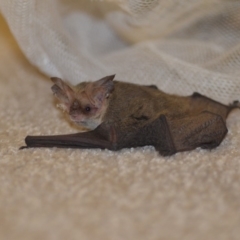 Nyctophilus geoffroyi (Lesser Long-eared Bat) at Wamboin, NSW - 19 Dec 2018 by natureguy